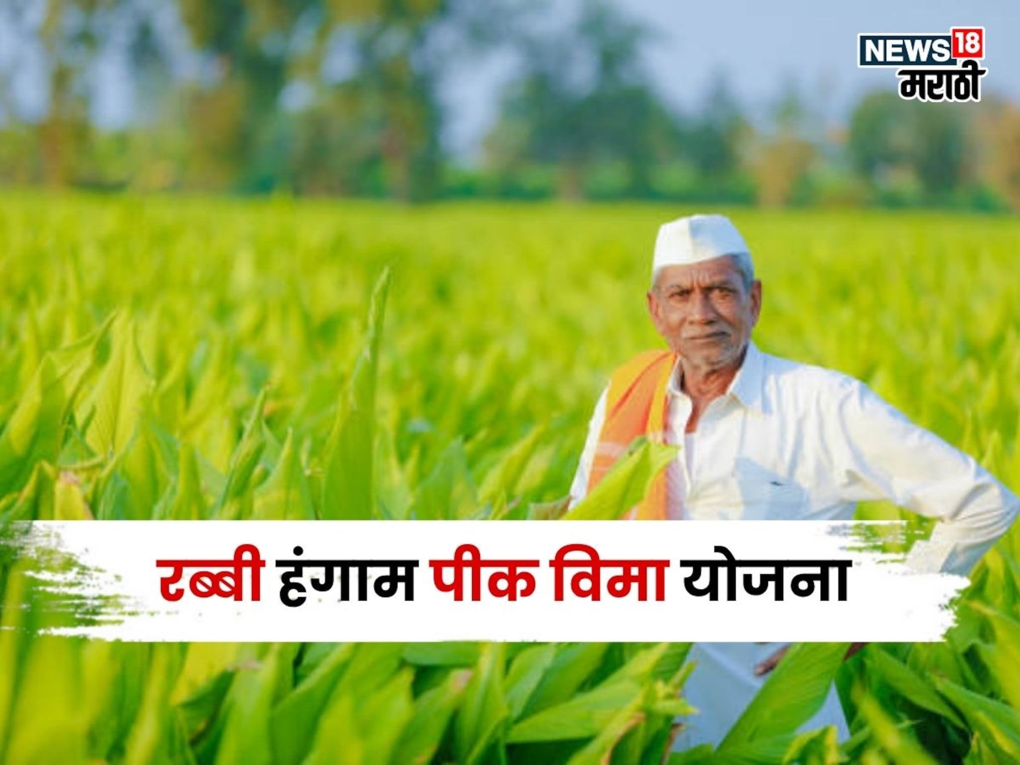 रब्बी हंगाम पीक विमा अपडेट! यंदा किती पिकांचा समावेश? अर्जाची अंतीम मुदत काय?