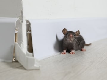 ना खर्च, ना त्रास, उंदीर करतील घराला टाटा बाय-बाय; फक्त 'ही' गोष्ट करा ना खर्च, ना त्रास, उंदीर करतील घराला टाटा बाय-बाय; फक्त 'ही' गोष्ट करा