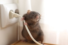 Rat Home Remedies : लसूण ठरेल ब्रह्मास्त्र; ना खर्च, ना त्रास उंदीर करतील घराला टाटा बाय-बाय, फक्त 'ही' गोष्ट करा