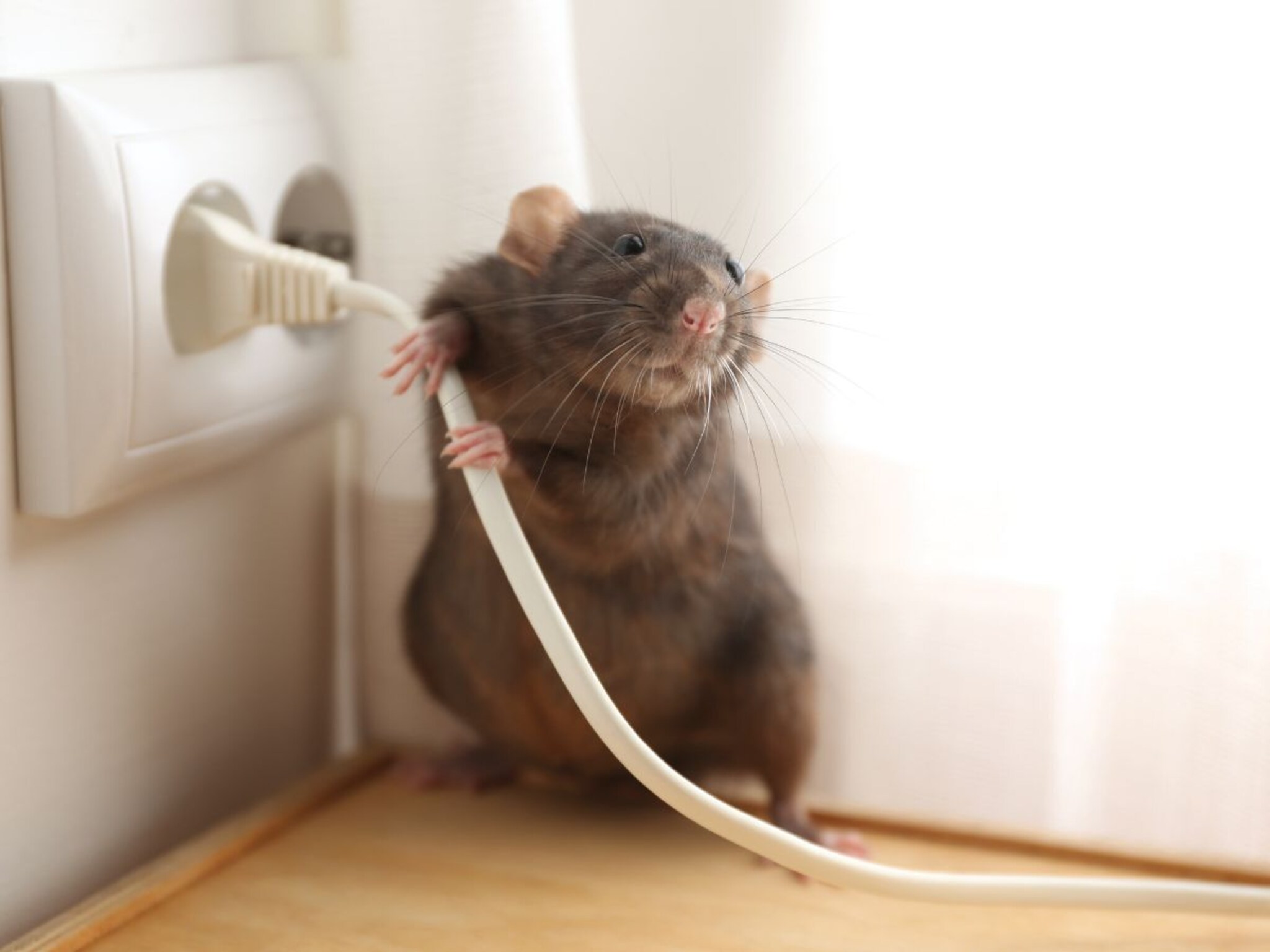 Rat Home Remedies : लसूण ठरेल ब्रह्मास्त्र; ना खर्च, ना त्रास उंदीर करतील घराला टाटा बाय-बाय, फक्त 'ही' गोष्ट करा