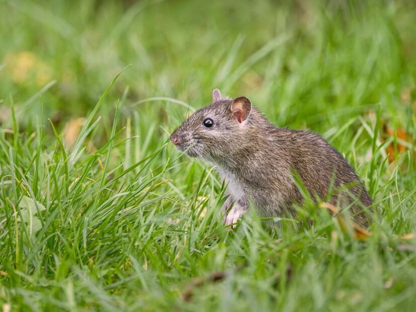 1 लसणाच्या पाकळ्या ठेवाघरात साप किंवा उंदीर दिसणाऱ्या ठिकाणी जसं की दरवाजाजवळ, खिडकीजवळ किंवा कोपऱ्यांमध्ये सोललेल्या लसणाच्या काही पाकळ्या ठेवा. हवंतर त्याला धाग्याने ओवून लटकवू शकता. लसूणाचा तीव्र वास या दोन्ही जीवांना सहन होत नाही आणि ते घरातून निघून जातात.