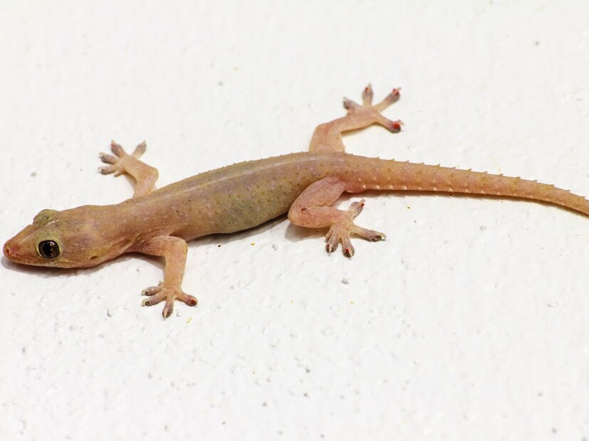 यासाठी लसणचा घरगुती उपाय, जो सुरक्षित, सोपा आणि परिणामकारक आहे. चला तर मग जाणून घेऊया, लसूण वापरून घरातून पाल आणि उंदीर कसे पळवता येतात.