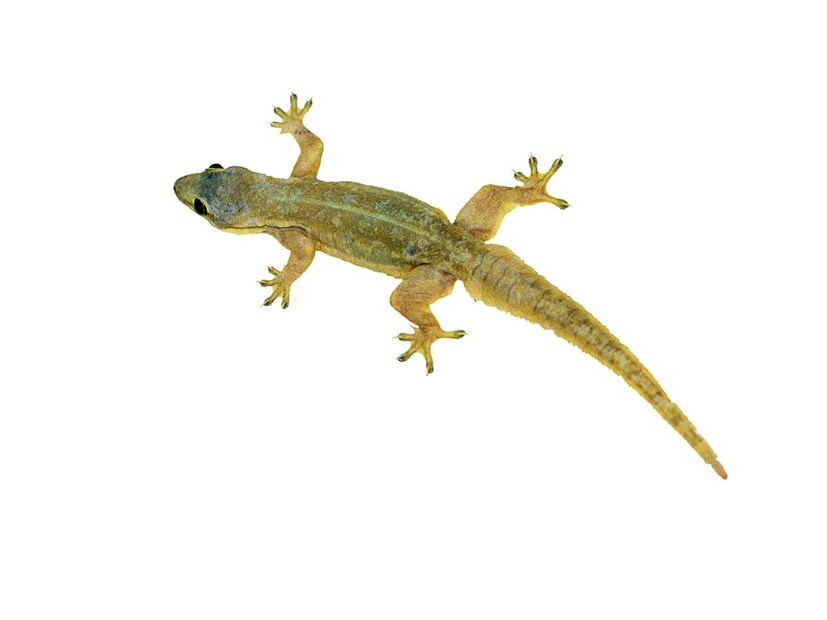 अशावेळी बाजारात मिळणारे केमिकल स्प्रे काही काळासाठी परिणामकारक वाटतात, पण त्यांच्या तीव्र वासामुळे आणि रासायनिक घटकांमुळे लहान मुलं आणि पाळीव प्राण्यांसाठी ते धोकादायक ठरू शकतात. मग उपाय काय? तर आज आम्ही तुम्हाला काही घरगुती उपाय सांगणार आहोत, ज्यामुळे तुमचा वेळ, पैसा तर वाचेलत शिवाय हा पदार्थ केमिकलयुक्त नसेल, ज्यामुळे शरीरावर देखील वाईट परिणाम होणार नाही.