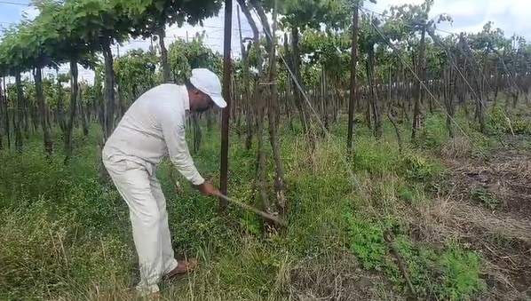 मात्र अपेक्षाभंग झाला.बागेला मालच आला नाही.उन्हाळ्यात काडी तयार होण्यास पुरेसा कालावधी मिळाला नसल्याने बाग फेल गेल्याचे जाणकार सांगतात. लहरी निसर्ग,वातावरणातील बदल , महागाई, फसवणूक, वाढलेले औषधाचे भाव,आवाक्याबाहेर असलेले मजुरीचे दर, वाढता उत्पादन खर्च या कारणामुळे द्राक्ष शेती तोट्यात जात आहे.