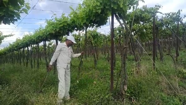 सरकारने द्राक्ष उत्पादकांना कर्जमाफी देऊन द्राक्ष बागा जगविण्यासाठी सहकार्य करण्याची मागणी होत आहे. कोरोना काळापासून द्राक्ष बागायतदारांना फायदा कमी नुकसान जास्त अशी स्थिती निर्माण झाली आहे.चालू हंगामात दोन एकर बागेची फळ छाटणी घेतली.चांगला माल येईल अशी अपेक्षा ठेवून खते,औषधे,मजुरी यासाठी लाखो रुपये खर्च केले होते.