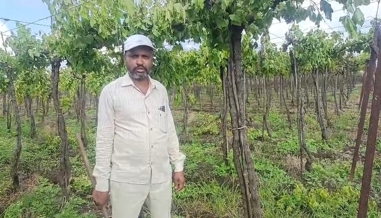 अशीच एक हृदय हेलावून टाकणारी घटना समोर आली आहे, जिथे एका हताश शेतकऱ्याने आपल्या दोन एकर जमिनीतील बहरलेली द्राक्ष बाग रडत-रडत कुऱ्हाडीने तोडून टाकली. बाग जोमात वाढली, पण लाखो रुपयांच्या गुंतवणुकीनंतरही फळच आले नाही. त्यामुळे कर्ज आणि नैराश्याच्या ओझ्याखाली दबलेल्या या बागायतदाराला नाईलाजाने हा कठोर आणि जीवघेणा निर्णय घ्यावा लागला आहे.