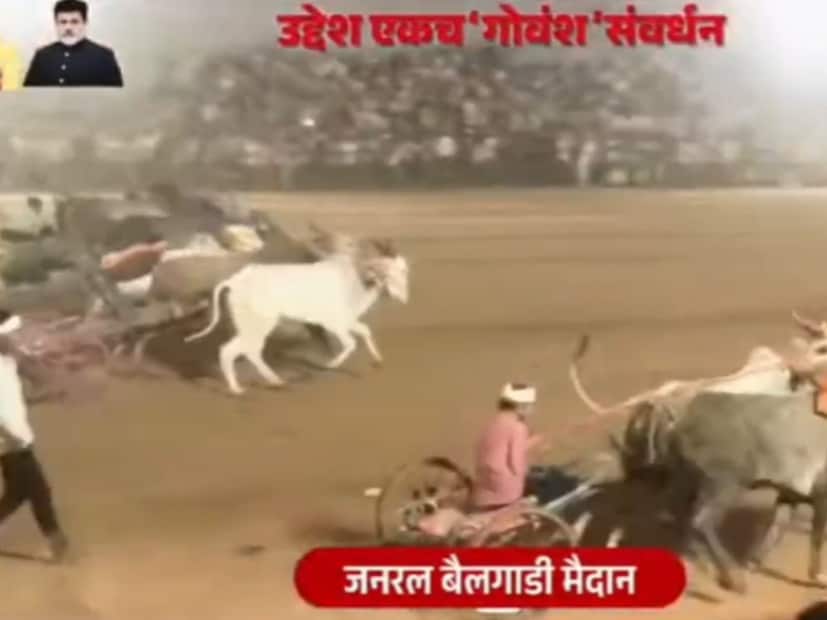 देशातल्या सगळ्यात मोठ्या बैलगाडी शर्यतीमध्ये हेलिकॉप्टर बैज्या आणि ब्रेकफेल बैलजोडीने मैदान मारत श्रीनाथ केसरीचा बहुमान पटकावला आहे.