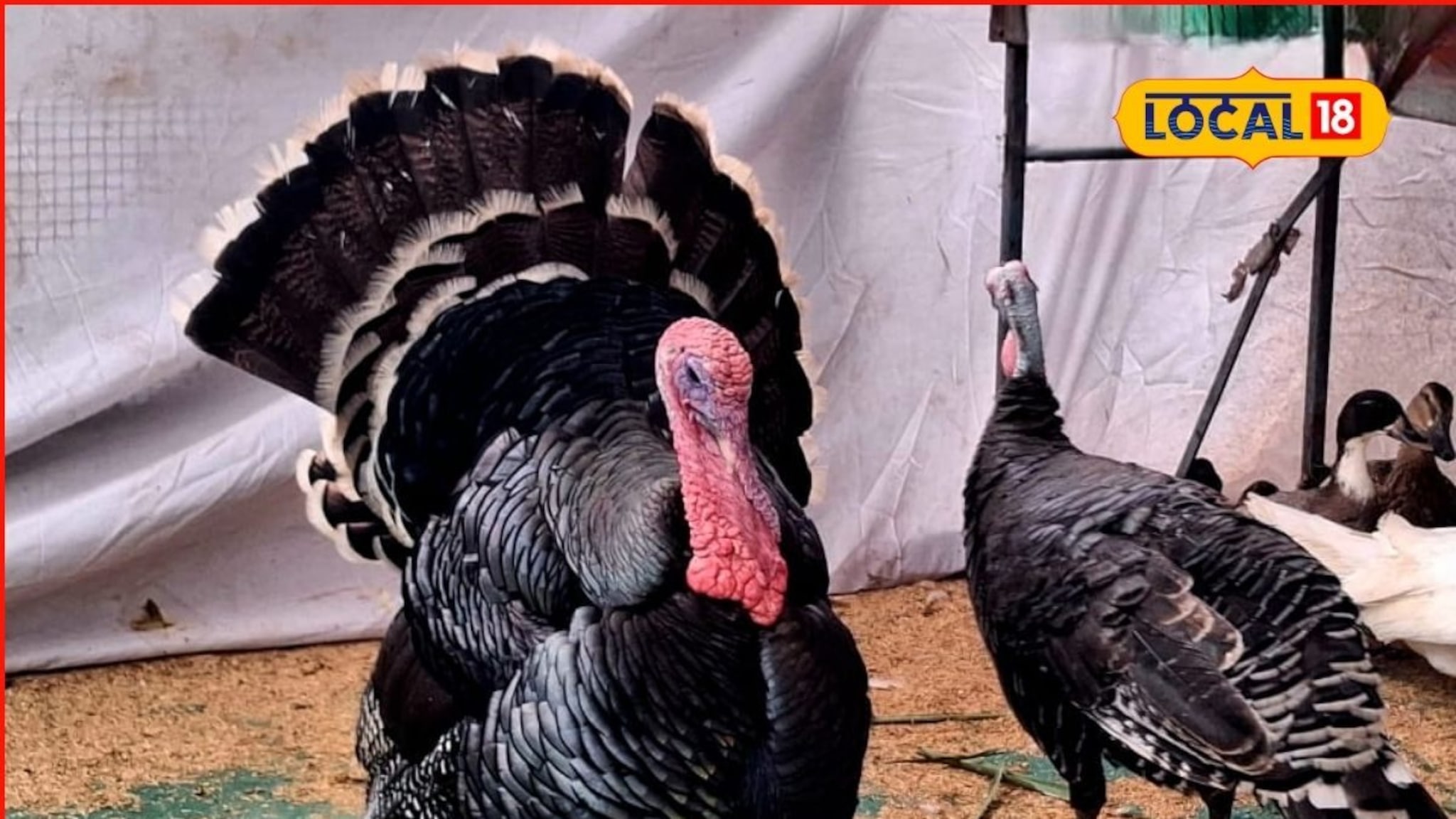 Poultry Farming : गीज आणि टर्की पक्षी, आधुनिक पोल्ट्री व्यवसाय ठरतोय भारीच, संपूर्ण माहितीचा Video