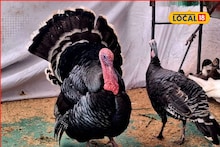 Poultry Farming : गीज आणि टर्की पक्षी, आधुनिक पोल्ट्री व्यवसाय ठरतोय भारीच, संपूर्ण माहितीचा Video