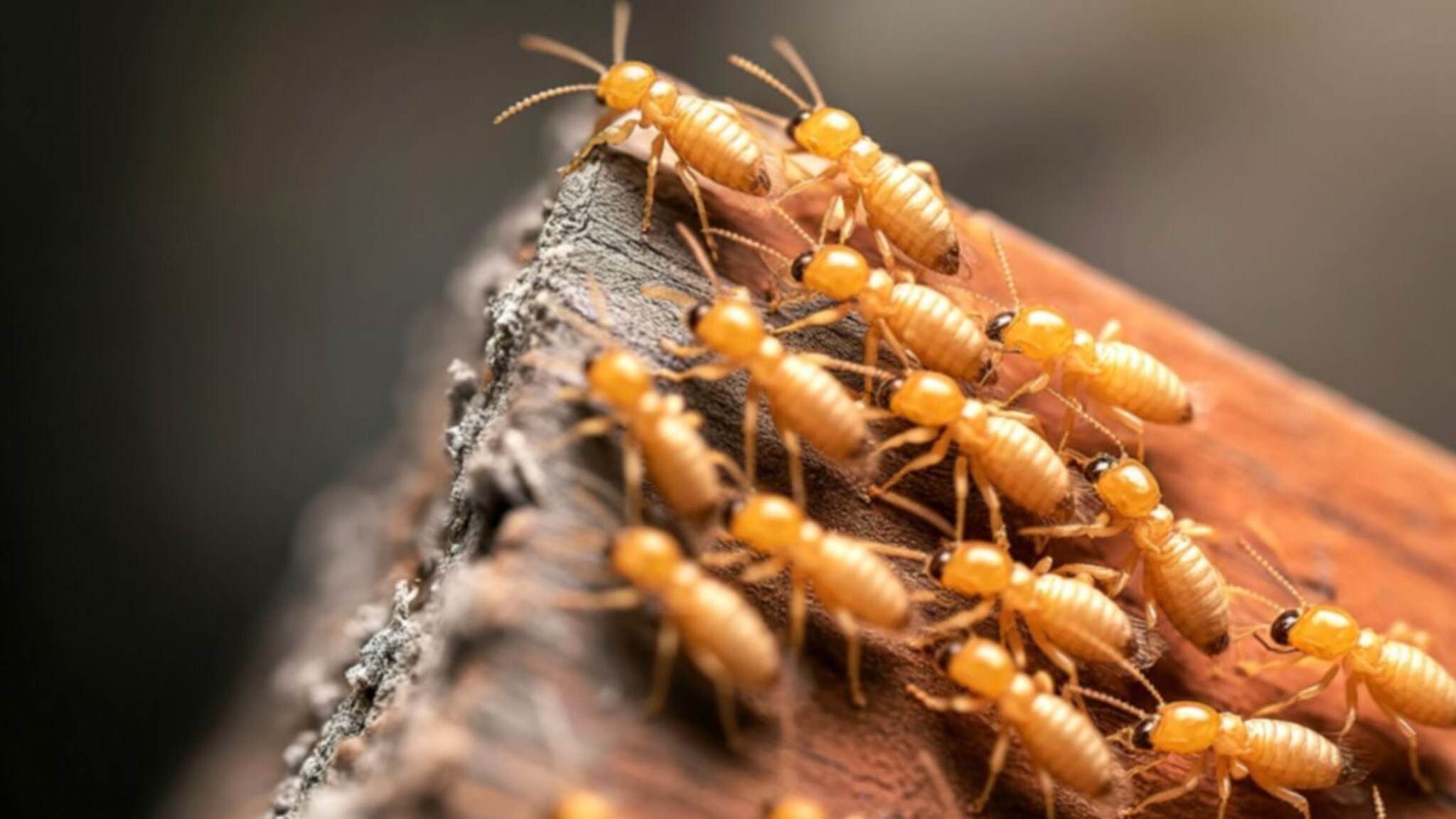 Tips and Tricks : हळूहळू घर खाऊन टाकते ही कीड… पेस्ट कंट्रोल नाही, 'या' देशी उपायांनी वाळवीला घरातून करा टाटा-बायबाय