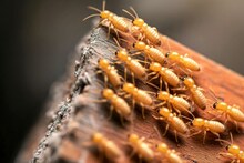 Tips and Tricks : हळूहळू घर खाऊन टाकते ही कीड… पेस्ट कंट्रोल नाही, 'या' देशी उपायांनी वाळवीला घरातून करा टाटा-बायबाय