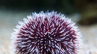 प्रतिकात्मक फोटो