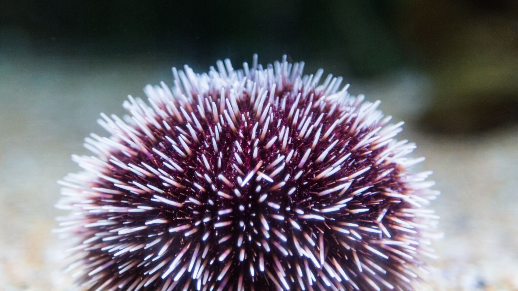 Do You Know : ज्याच्याकडे मेंदू नाही, तोच निघाला सर्वात हुशार, 'या' जीवाबद्दल वैज्ञानिकांचा थक्क करणारा शोध