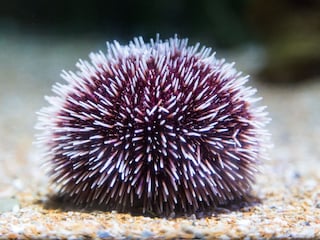 प्रतिकात्मक फोटो प्रतिकात्मक फोटो