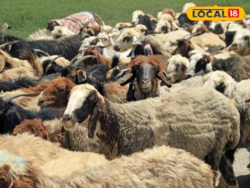 मेंढीपालन व्यवसाय भारीच, शांताराम यांची 1 लाख कमाई, सांगितला यशाचा मार्ग