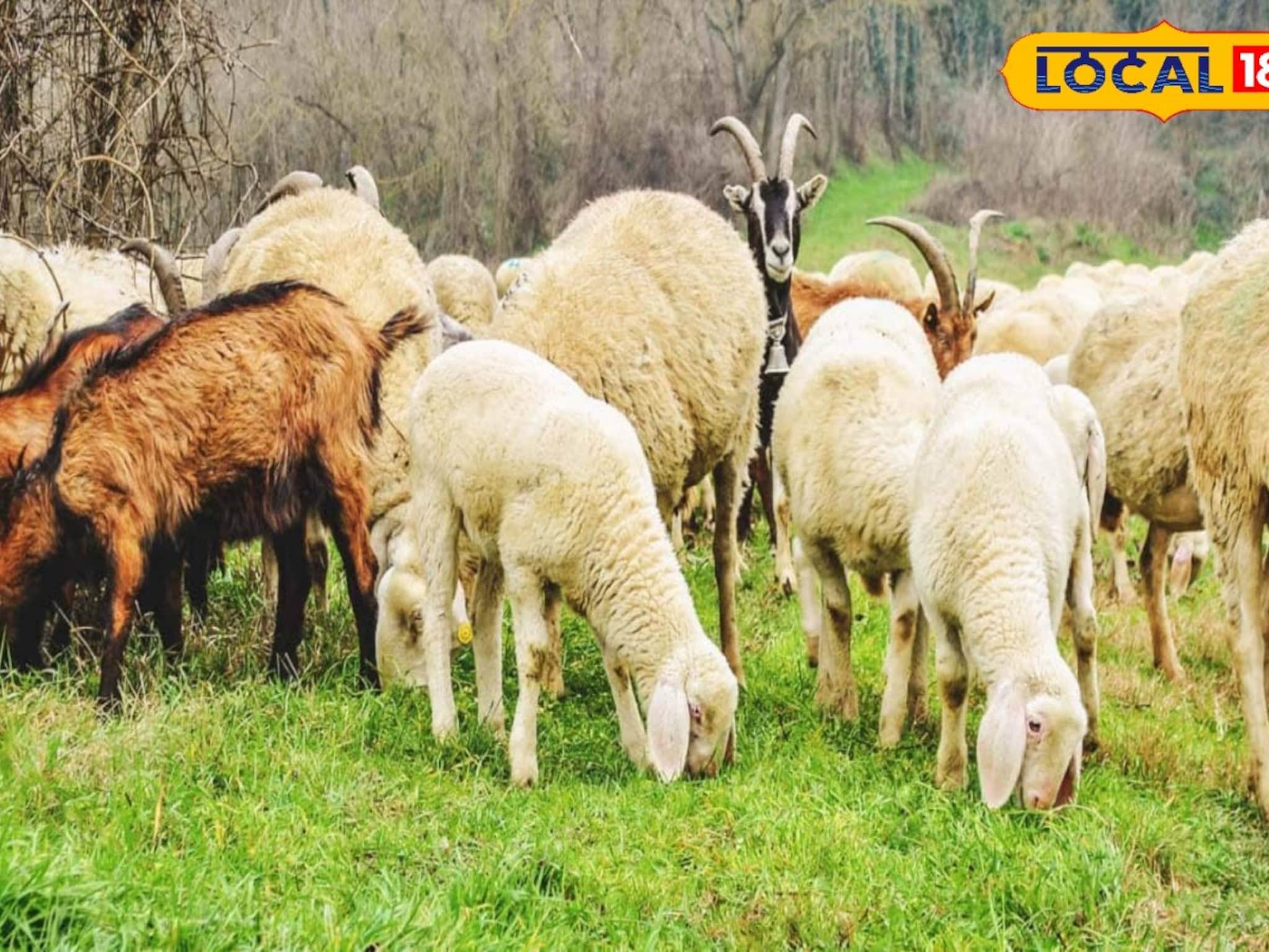 Success Story : पारंपरिक मेंढीपालन व्यवसाय भारीच, महिन्याला शांताराम यांची 1 लाख कमाई, सांगितला यशाचा मार्ग