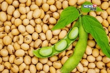 सोयाबीनच्या आवकेत घट, पण बाजारभावात तेजी, मार्केटमधून नवीन अपडेट काय?