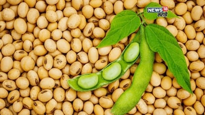 Soybean Market Soybean Market