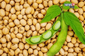 सोयाबीनची आवक वाढली, मंगरुळपीरमध्ये मिळाला 6,000 रु दर, भाव आणखी कडाडणार का?