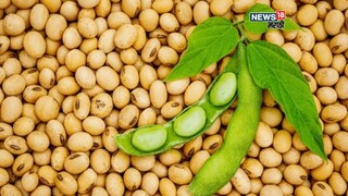 soybean market