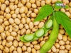 महत्वाची अपडेट! सोयाबीन खरेदीसाठी जिल्हानिहाय हेक्टरी मर्यादा जाहीर, वाचा यादी
