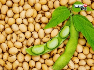 soybean market soybean market