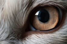 डोळे उघडे ठेवून झोपतात हे प्राणी, जवळ जाण्याची चुक आजिबात करु नका, नाहीतर करुन घ्याल स्वत:चं नुकसान