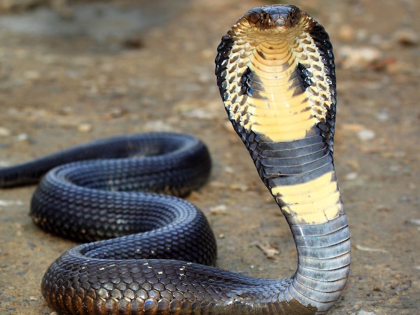 स्नेक केअर सेंटरमध्ये दररोज येणाऱ्या आणि काळजी घेणाऱ्या लोकांना साप ओळखतात व त्यांच्यासमोर शांत राहतात. पण नवीन लोक आल्यास ते सतर्क होतात. यावरून वैज्ञानिकांनी निष्कर्ष काढला की साप संबंध निर्माण (association) करून गोष्टी लक्षात ठेवतात.