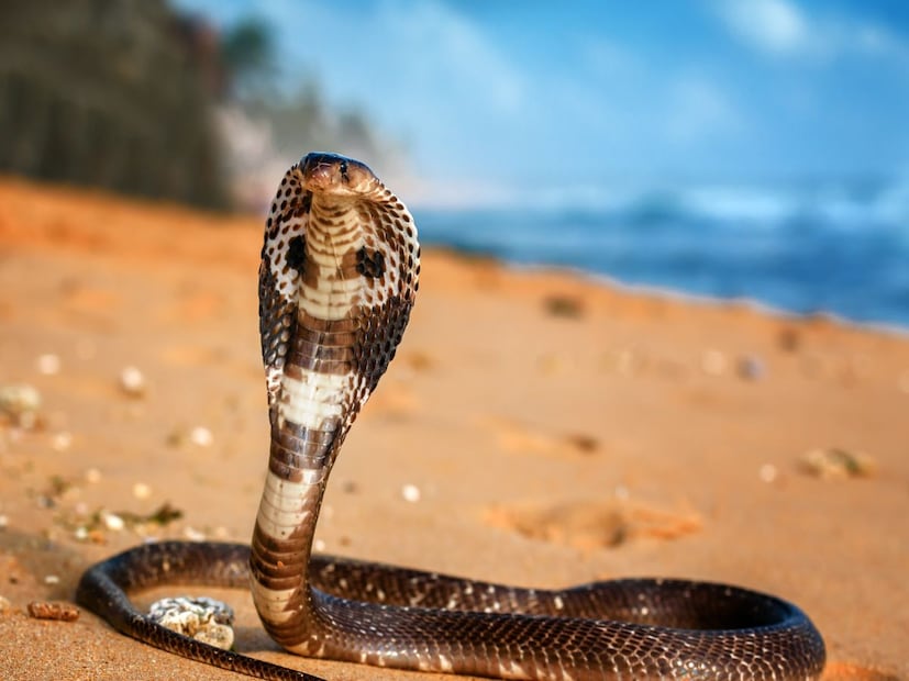 सर्वात बुद्धिमान साप किंग कोब्राया पृथ्वीवरील सर्वात बुद्धिमान साप म्हणून किंग कोब्रा ओळखला जातो. त्याच्यात गंधाच्या माध्यमातून ओळखीचे लोक ओळखण्याची क्षमता असल्याचं मानलं जातं. संशोधकांच्या मते, तो आपल्या परिस्थितीनुसार वर्तन बदलतो. म्हणजेच प्रत्येक वेळी आक्रमक राहत नाही, तर शत्रूच्या ताकदीनुसार आपली रणनीती ठरवतो.