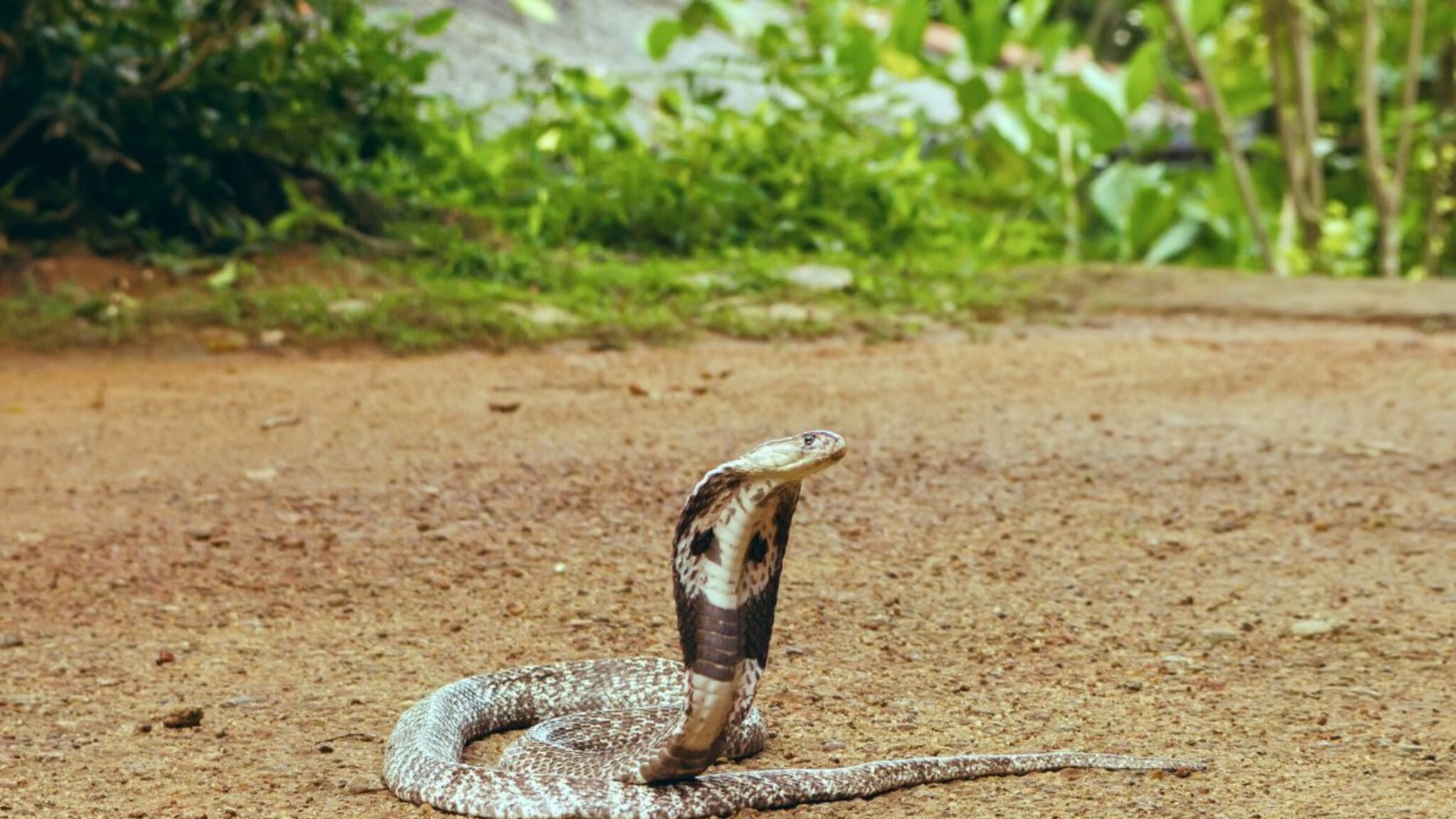 Snake Fact : सापांना माणसांचे चेहरे ओळखता येतात? रिसर्चमधून आश्चर्यचकीत करणारा खुलासा