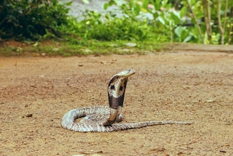 सापांना माणसांचे चेहरे ओळखता येतात? रिसर्चमधून आश्चर्यचकीत करणारा खुलासा
