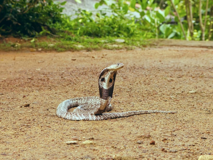 साप किती वेळ झोपतात?सामान्य परिस्थितीत साप 12 ते 16 तास झोपतात, पण थंडीच्या हंगामात ही झोप काही महिन्यांपर्यंत टिकते. काही वाळवंटी प्रजातींमध्ये याउलट होते. त्या उन्हाळ्यात झोपेच्या अवस्थेत जातात, ज्याला एस्टिवेशन (Estivation) म्हणतात.