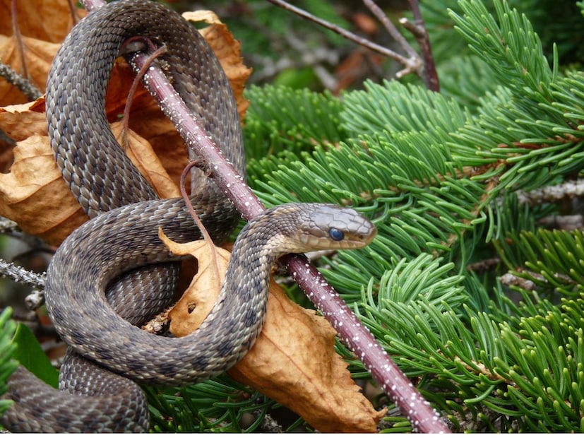 अलीकडच्या एका संशोधनाने सापांच्या “स्मरणशक्ती” बद्दल काही रोचक गोष्टी समोर आणल्या आहेत. वैज्ञानिकांनी हे शोधण्याचा प्रयत्न केला की सापांची आठवण कशी काम करते, आणि आश्चर्य म्हणजे हे प्राणी आपला फिरण्याचा परिसर आणि अन्न मिळवण्याच्या जागा लक्षात ठेवू शकतात.