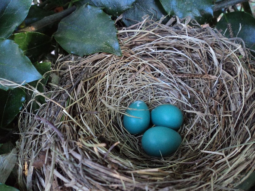 तसं पाहाता सापांबद्दल तुम्ही ऐकलं असेल आणि शाळेत देखील शिकला असेल की साप हे वारुळामध्ये रहताता. पण असा एक साप आहे जो झाडावर घरटं बांधून रहातो, असं ऐकल्यावर तुम्हाला नक्कीच आश्चर्य वाटेल आणि त्याच्याबद्दल जाणून घेण्याची इच्छा होईल.