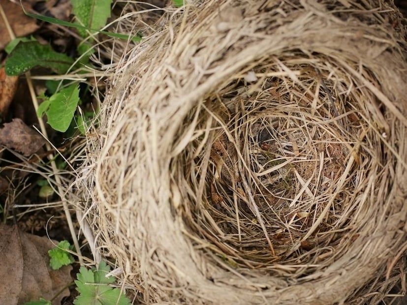 साप म्हटलं की अनेकांच्या अंगावर काटा येतो. पण गंमत म्हणजे ज्यांना सापांची भीती वाटते, त्यांनाही त्यांच्या विषयी जाणून घेण्याची उत्सुकता असते. साप हे निसर्गातील अतिशय गूढ आणि रंजक प्राणी आहेत आणि अशा रंजक गोष्टींबद्दल माहिती असणं हे केवळ उत्सुकतेसाठीच नाही, तर सामान्य ज्ञान (General Knowledge) वाढवण्यासाठीही महत्त्वाचं आहे.