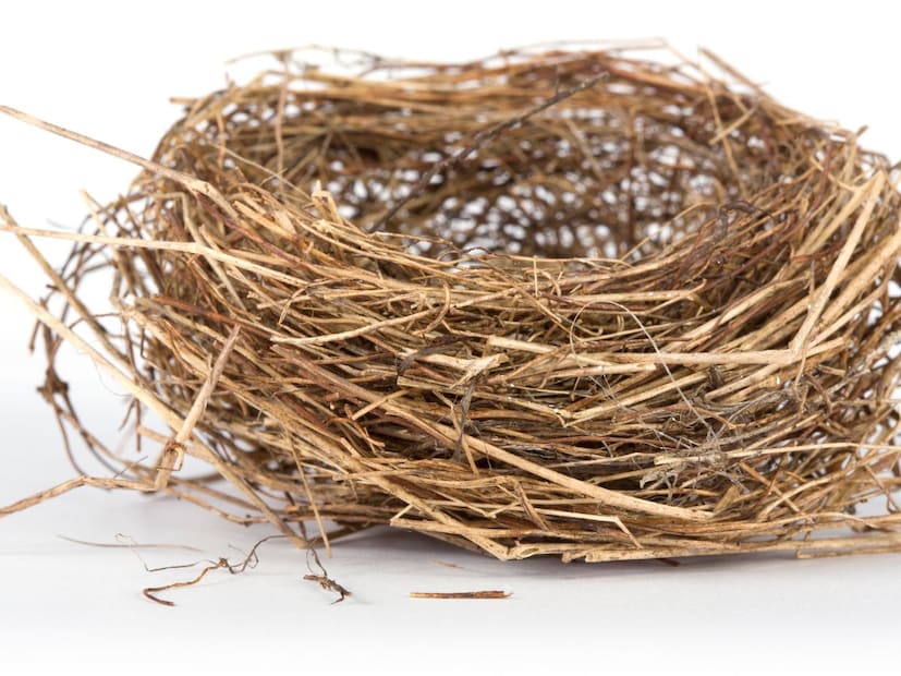 खरंतर तो साप आहे  कोब्रा (King Cobra).