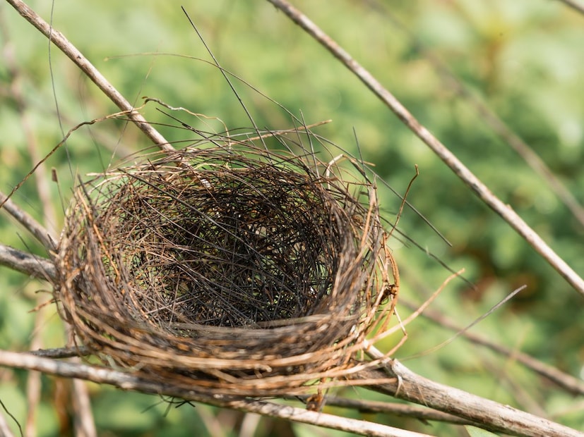 होय! इतर कोणताही साप घरटं बांधत नाही, पण किंग कोब्रा मात्र आपल्या अंड्यांचं रक्षण करण्यासाठी खास घरटं तयार करतो. मादी किंग कोब्रा सुक्या पानांचं आणि गवताचं मोठं घरटं तयार करते. या घरट्यात ती अंडी घालते आणि ती उबवून बाहेर पडतील तोपर्यंत तिथेच पहारा देते. हा साप आपल्या अंड्यांबद्दल इतका संवेदनशील असतो की त्या काळात तो खूप आक्रमक होतो आणि घरट्याच्या आसपास कोणालाही येऊ देत नाही.