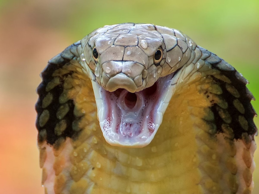 ते आपल्या जीभेने हवेतील रासायनिक संकेत (chemical signals) पकडतात आणि हे संकेत जेकबसन ऑर्गन (Jacobson’s organ) या विशेष अवयवापर्यंत पोहोचतात. हाच अवयव सापासाठी जणू स्मरणशक्तीचा केंद्रबिंदू असतो. त्यामुळे साप विशिष्ट गंध लक्षात ठेवू शकतात आणि त्यानुसार वागतात.