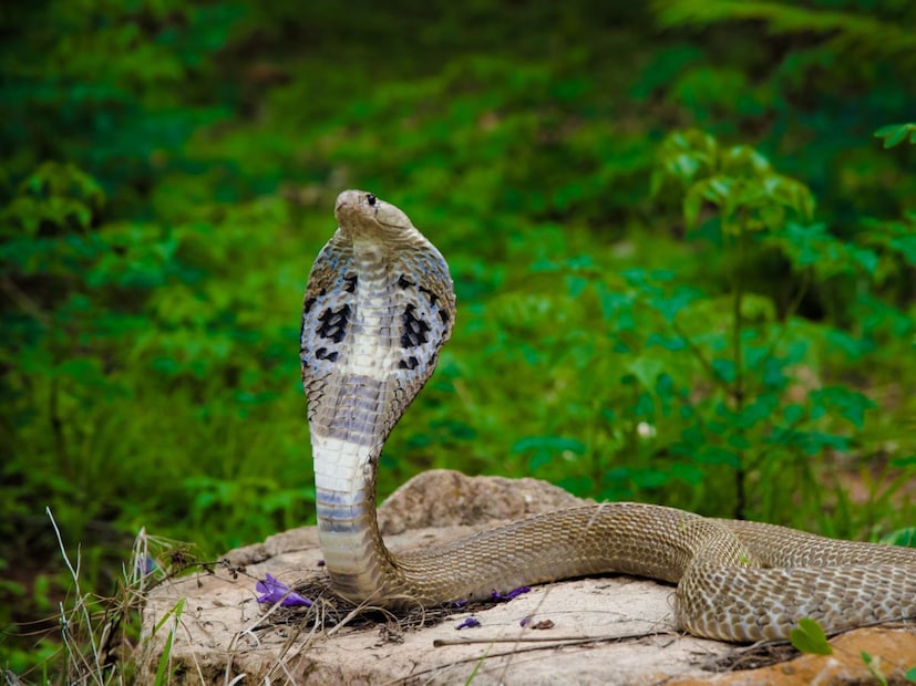 मग आता प्रश्न असा की साप माणसांना ओळखतात का?सस्तन प्राण्यांप्रमाणे साप माणसांचा चेहरा ओळखू शकत नाहीत, कारण त्यांच्या मेंदूमध्ये neocortex हा भाग नसतो  जो चेहऱ्याची ओळख आणि भावनिक स्मरणशक्तीसाठी जबाबदार असतो. परंतु साप गंध (smell) आणि कंपन (vibrations) यांच्या माध्यमातून आपल्या आसपासच्या जगाला ओळखतात.