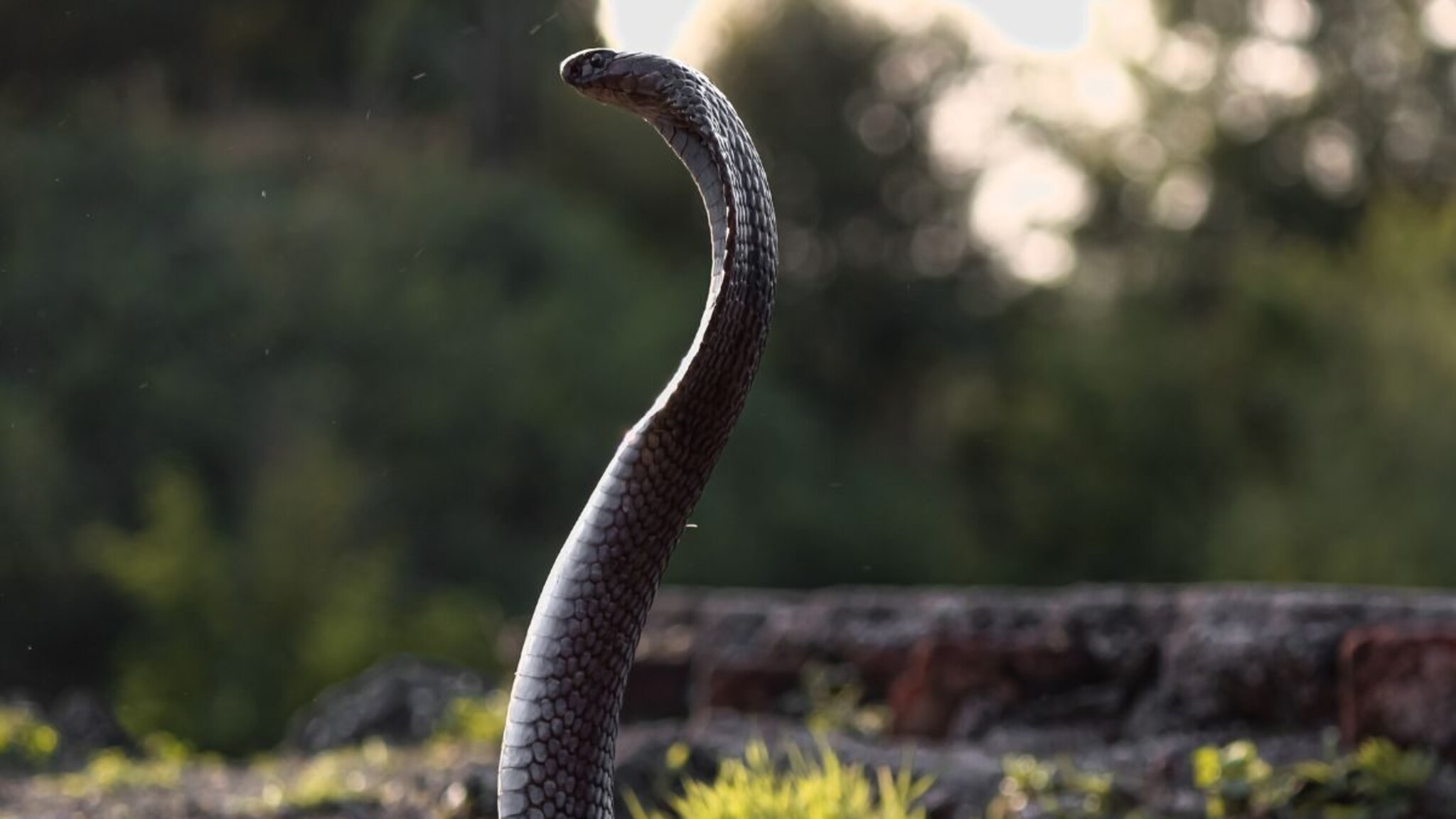 General Knowledge : असा साप जो पक्ष्यांसारखं बांधतो घरटं, तुम्हाला माहितीय नाव? उत्तर ऐकून थक्क व्हाल