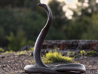 General Knowledge : असा साप जो पक्ष्यांसारखं बांधतो घरटं, तुम्हाला माहितीय नाव?