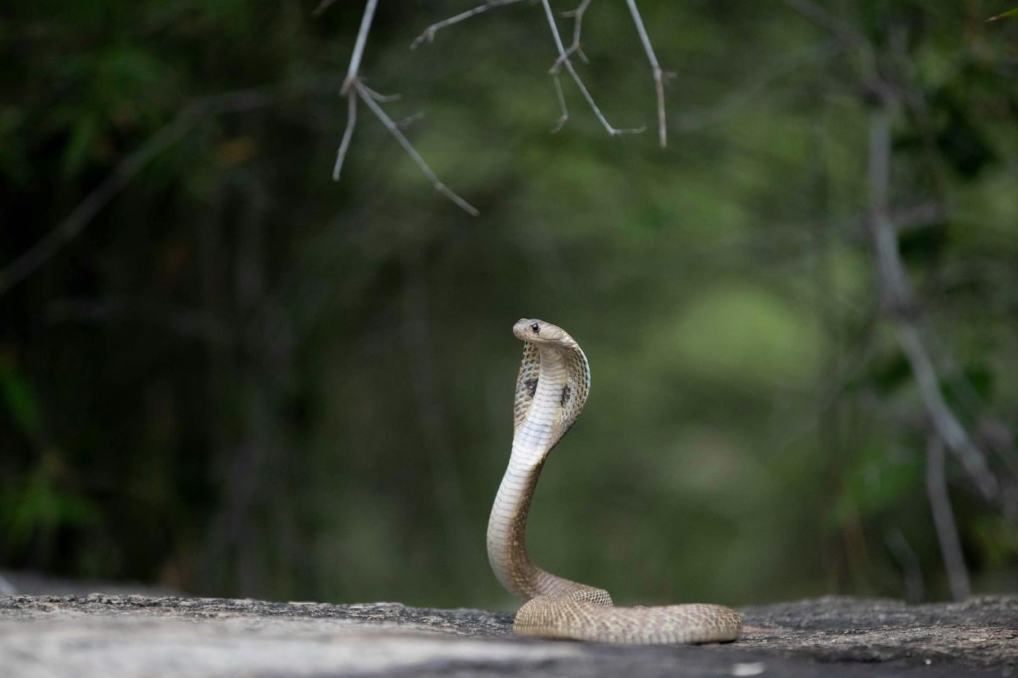 Snake Fact : थंडी पडली की साप अचानक कुठे गायब होतात? समोर आलं धक्कादायक रहस्य