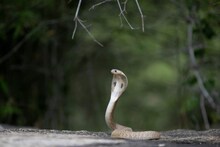 Snake Fact : थंडी पडली की साप अचानक कुठे गायब होतात? समोर आलं धक्कादायक रहस्य
