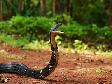 Snake Fact : थंडी पडली की साप अचानक कुठे गायब होतात? समोर आलं धक्कादायक रहस्य Snake Fact : थंडी पडली की साप अचानक कुठे गायब होतात? समोर आलं धक्कादायक रहस्य