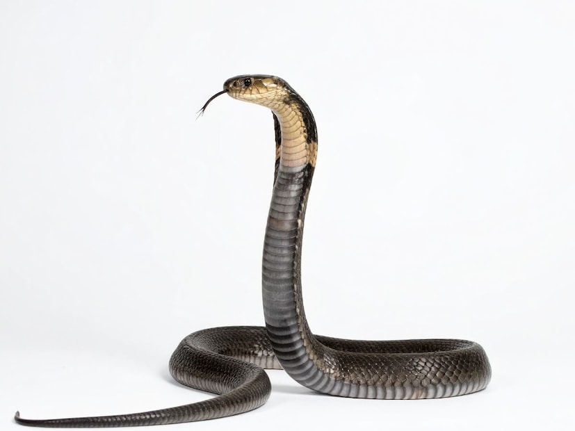 उदाहरणार्थ, कॉर्न स्नेक्स (Corn Snakes) वर झालेल्या प्रयोगात दिसून आलं की त्यांनी भूलभुलैयामध्ये (maze) योग्य मार्ग ओळखून आश्रय आणि अन्न मिळवण्याचं ठिकाण शोधलं. आणि जिथं पूर्वी त्यांना ताण किंवा धोका जाणवला होता, त्या जागी पुन्हा न जाण्याची प्रवृत्ती दाखवली हेच त्यांच्या स्मरणशक्तीचं पुरावं आहे.