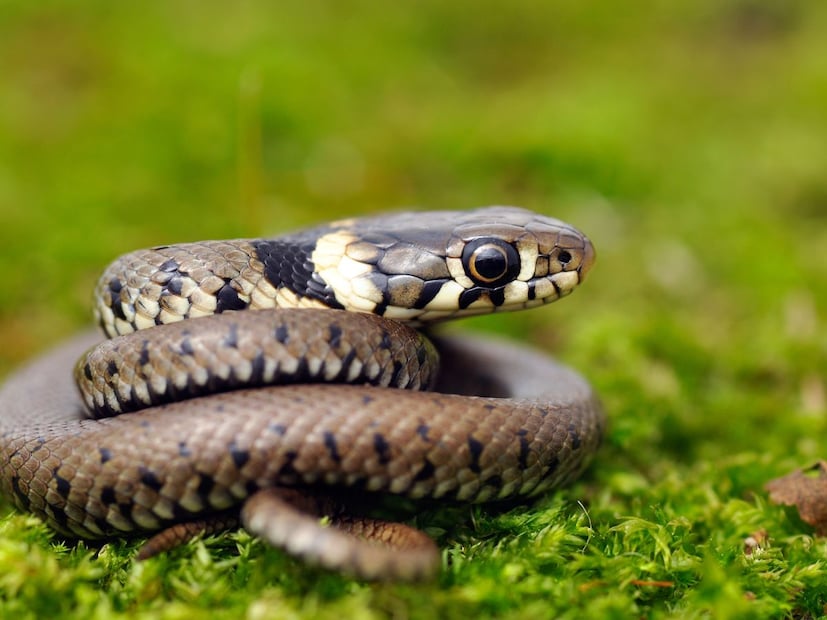 जगभरातील सापजगात सुमारे 3,000 पेक्षा जास्त सापांच्या प्रजाती आहेत, त्यापैकी भारतात जवळपास 69 विषारी प्रजाती आढळतात. 40 जमिनीवर तर 29 समुद्रात. किंग कोब्रा, करैत, वायपर, ब्लॅक माम्बा हे जगातील काही सर्वात घातक साप मानले जातात.