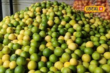 Lemon Price : पावसामुळे लिंबू झाले 'कडू', किलोला इतका भाव, शेतकऱ्यांना आलं रडू, Video