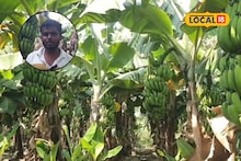 Banana Prices : उन्हाळ्यात टँकरने पाणी घालून केळीची बाग जगवली, आता भाव गडगडले, शेतकऱ्याचे 5 लाख रुपयांचे नुकसान