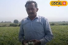 Success Story: पावसाने कंबरडं मोडलं, पण मेहनीतने सावरलं; सोलापूरच्या शेतकर्‍याने सांगितला यशाचा अचूक फॉर्म्युला!