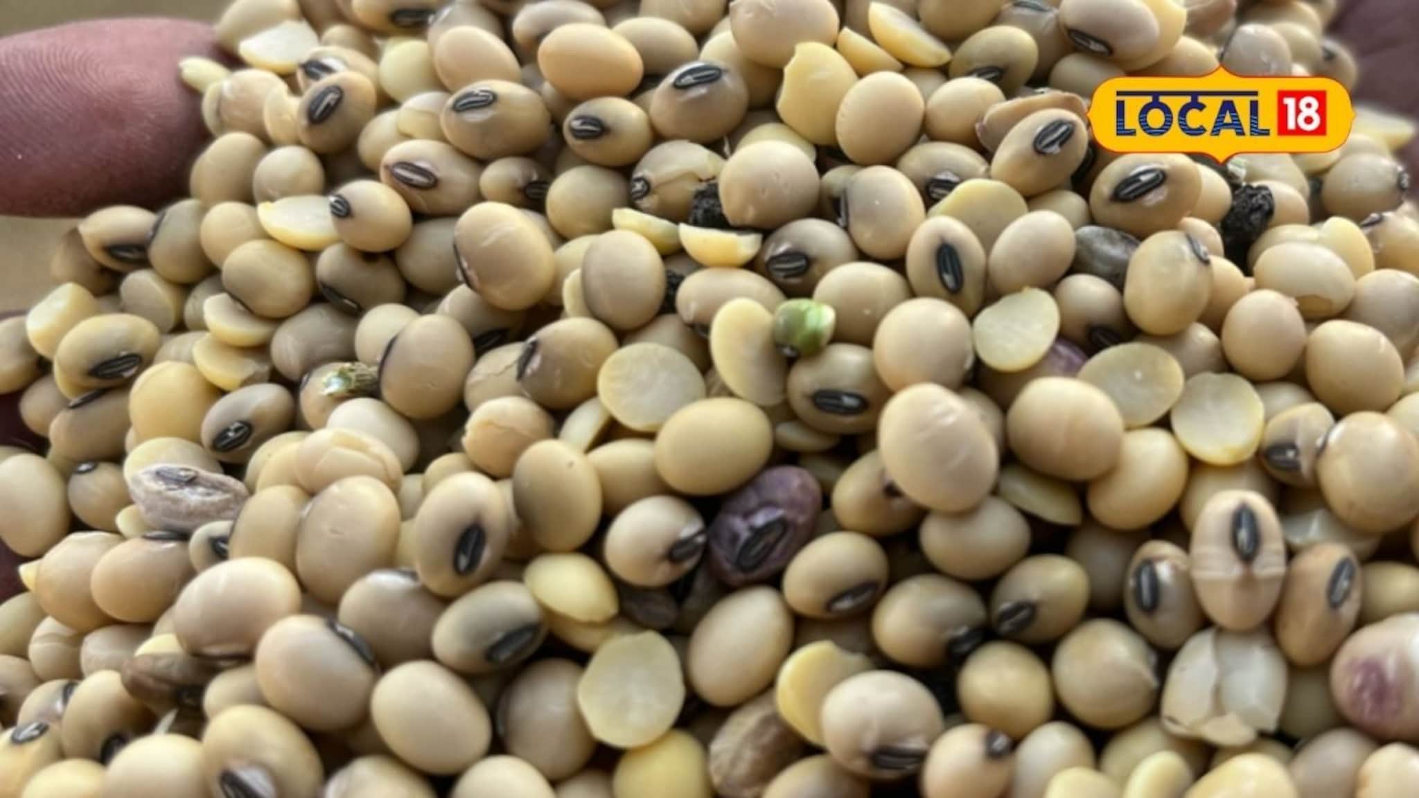 सोयाबीनच्या दराबाबत मोठी अपडेट, मिळाला विक्रमी 6200 रुपये दर, आणखी भाव वाढणार?